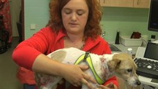 Týraného psa Artuše zachránila péče veterinářky.