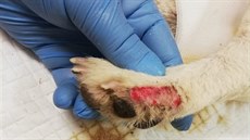 Týraného psa Artue zachránila pée veterináky.