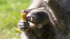 Čtyři mláďata jsou nyní k vidění ve výběhu makaků v olomoucké zoologické...