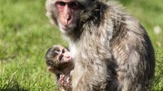 Čtyři mláďata jsou nyní k vidění ve výběhu makaků v olomoucké zoologické...