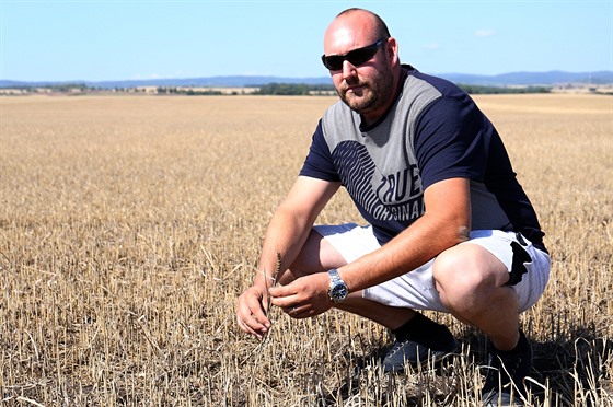 Zemdlci Jaromíru Rathouskému v minulých týdnech velkou ást úrody obilovin zlikvidovali pemnoení hraboi. kody jdou do milion korun.