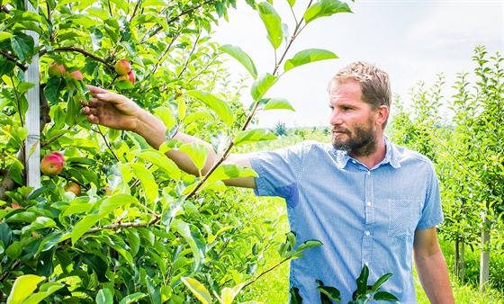 Martin Krump z Chelic na Strakonicku kontroluje jablka ve svém sadu, kterých se letos urodilo dostatek.