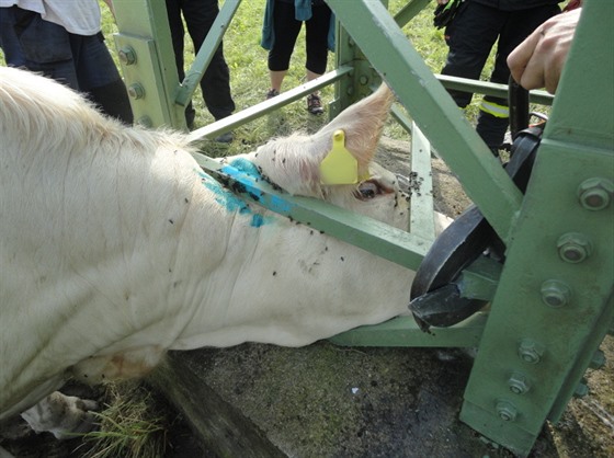 Jednotka hasičů u Hronova vyprostila zaklíněnou krávu (19. 7. 2020).