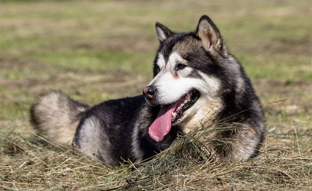 Aljašský malamut je mírumilovný seveřan pro aktivního majitele