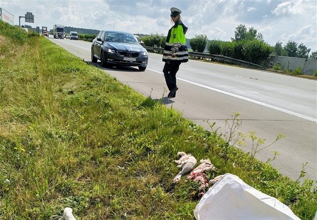 Labutí rodina zabloudila na dálnici. Pt pták nepeilo sráku s autem.