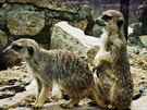 Vedle opeenc a klokan mete ve Zvíátkách spatit teba surikaty.