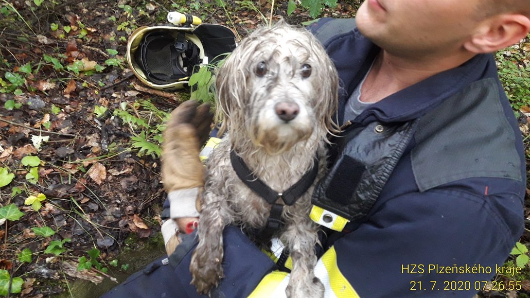 Hasiči zachránili psíka, který spadl do skruže u Třemošné. (21. července 2020)