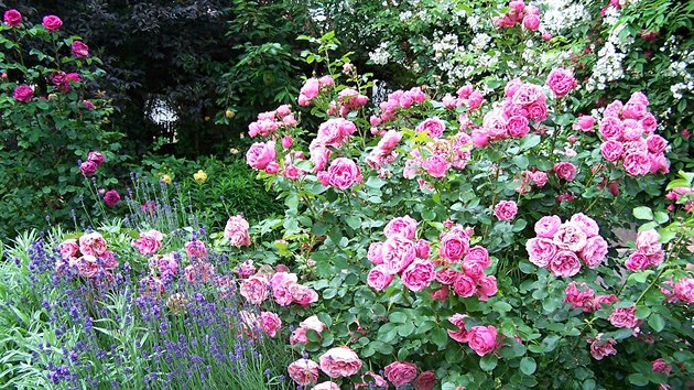Růže a levandule k sobě doslova patří. Jednak jim to spolu sluší, levandule navíc chrání růže před škůdci. 