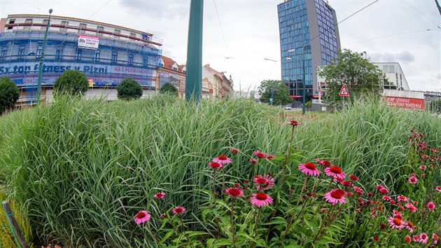 Vzrostlou zeleň je možné najít přímo v centru Plzně.