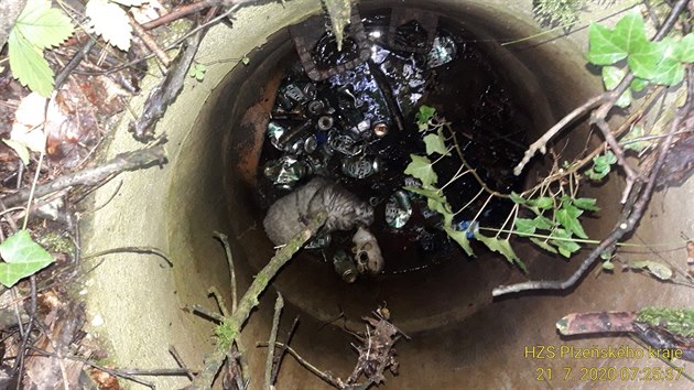 Hasiči zachránili psíka, který spadl do skruže u Třemošné. (21. července 2020)