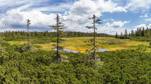 �ernohorsk� ra�elini�t� se rozkl�d� v sedle mezi �ernou a Sv�tlou horou, je nejv�t��m lesn�m ra�elini�t�m v Krkono��ch (15. 7. 2020).