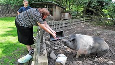 Hana imková, pedsedkyn spolku Ostrovský Macík, který mimo ady dalích...