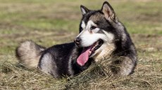 Aljašský malamut je velmi důstojný pes, i přesto si však ze sebe dokáže udělat...