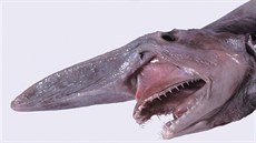 Monstra jako z Vetřelce: žralok s vysouvacími čelistmi i velekrab