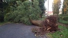Silný vítr vyvrátil strom, který spadl na projídjící auto.