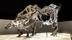 Tyrannosaurus rex byl nkolikatunovým dravým obrem, schopným uchvátit koist o...