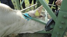 Jednotka hasi�� u Hronova vyprostila zaklín�nou krávu (19. 7. 2020).