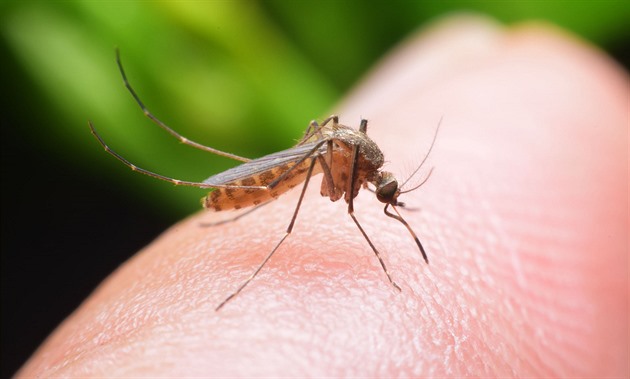 Počet případů horečky dengue stoupá, další nakažená si nemoc přivezla z Malediv