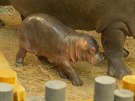 V ostravské zoo se narodil hroch, následuje u matku na sou