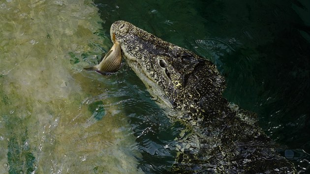Ve zbrusu nové expozici v zázemí Zoo Praha jsou za přísných bezpečnostních opatření chovány dvě samice krokodýla kubánského. 