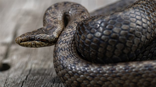 U rodinného domu ve Šťáhlavech na Plzeňsku se objevila zmije. Jak se tam ale plaché zvíře dostalo, je záhadou. Pravděpodobně had spadl čápovi ze zobáku, když si ho nesl jako potravu na komín.