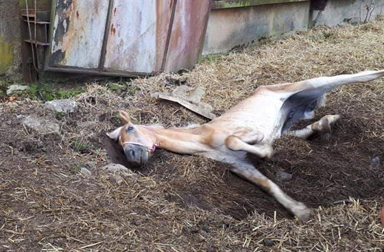 Veterinářka musela utratit zuboženého koně chovatelky Dity Kunové ze Žiliny na...