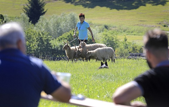 Patnáct nejlepích ováckých pracovních ps - border kolií, kteí patí...