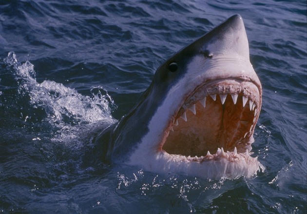 Žralok v Austrálii ukousl surfaři nohu. Teď vyplavala, lékaři plánují přišití