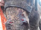 Veterin��ka musela utratit zubo�en�ho kon� chovatelky Dity Kunov� ze �iliny na...
