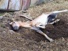 Veterin��ka musela utratit zubo�en�ho kon� chovatelky Dity Kunov� ze �iliny na...