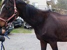 Veterin��ka musela utratit zubo�en�ho kon� chovatelky Dity Kunov� ze �iliny na...