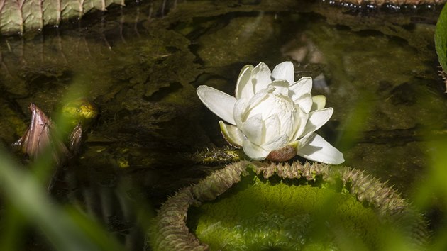 V tropickém skleníku Výstaviště Flora v Olomouci vykvetl v sobotu v noci největší květ královny vodních rostlin, leknínu viktorie Cruzova. (1. srpna 2020)