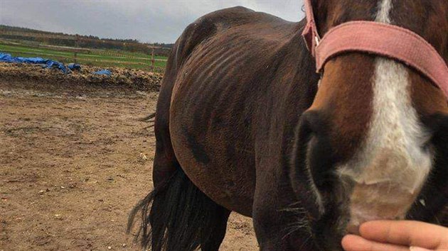 Veterinářka musela utratit zuboženého koně chovatelky Dity Kunové ze Žiliny na Kladensku. Majitelka se hájí, že zvíře bylo nemocné. (4. srpna 2020)