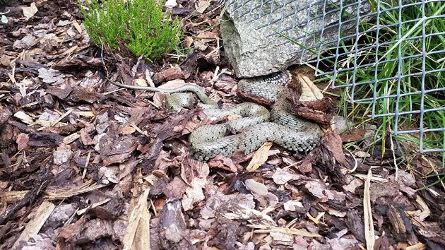 Had se vyhříval na zahradě rodinného domu v Dolní Dobrouči. Před odchytem si pochutnával na žábě.