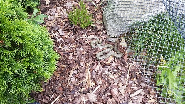 Had se vyhříval na zahradě rodinného domu v Dolní Dobrouči. Před odchytem si pochutnával na žábě.