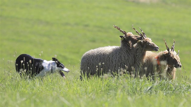 Patnct nejlepch ovckch pracovnch ps - Border koli, kter pat chovatelm z esk republiky, soutilo 1. srpna 2020 v Pavlnov na rsku o postup do kvalifikace na mistrovstv Evropy v ovldn ovc pomoc psa.