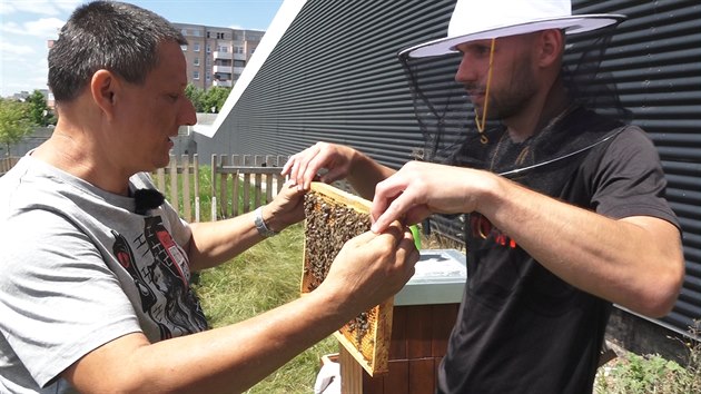 Včelař Augustin Uváčik předává Smlsalovi plást se včelami.