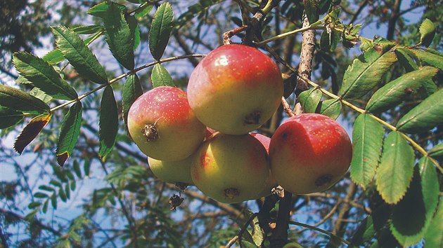 Plody oskeruší se podobají malým jablíčkům. Ačkoliv jsou zprvu trpké, po dozrání změknou a zkrémovatí.