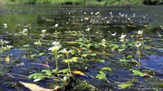 Ostr�vky kvetoucího laku�níku jsou vzácné, vy�adují optimální rychlost proud�ní...