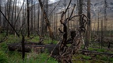 Dva roky po velkém požáru ve Skalistých horách (Kanada, západní Alberta)....