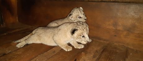 v plzeské zoo se narodila mláata vzácného lva berberského.