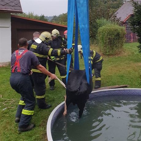 V Maenicích - Dolní Svtlé spadl do bazénu mladý býk.