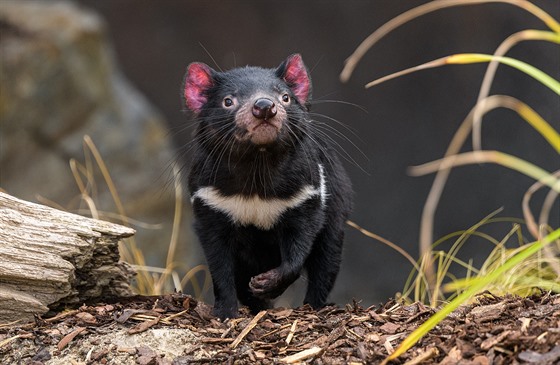 Nutmeg aneb mukátový oíek, to je jméno dalího tasmánského erta v Zoo Praha