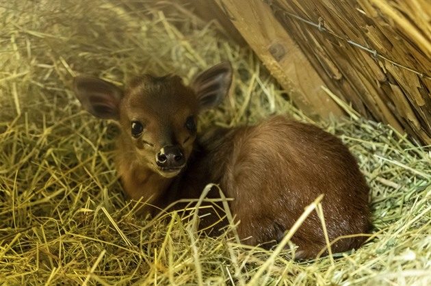 Mlád chocholatky ve dvorské zoo.