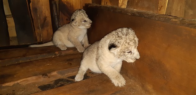 V plzeské zoo se narodila vzácná mláata lva berberského. estiletá samice se...