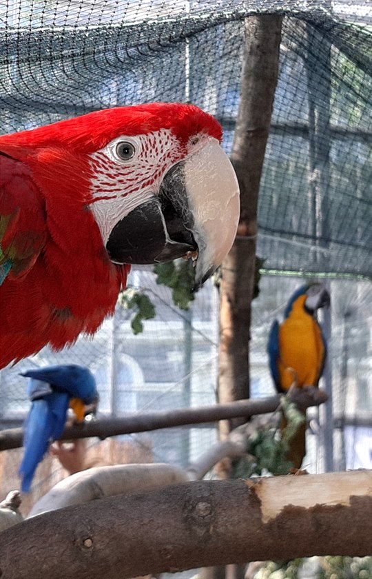V pátek zaala tradiní výstava exotických pták a papouk ve sklenících Botanické zahrady Pírodovdecké fakulty UK v Praze nedaleko Karlova námstí v ulici Na Slupi. Výstava trvá a do konce srpna.

Botanická zahrada Pírodovdecké fakulty UK, Na Sl