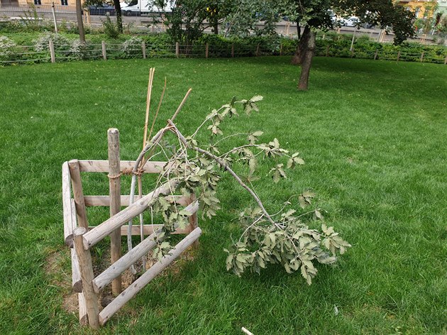 Za pár dní tomu bude pesn rok, kdy neznámý vandal fatáln dvakrát zlomil kmen vzácného dubu taborského (Quercus macrolepis) vysazeného 28. íjna 2018 praskými zahradníky. koda byla odhadnuta na 75 tisíc K. Policie pípad odloila pro dkazní nouzi.
