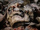 Z kontroverznho filmu Kanibalov