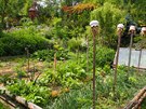 Zeleninové záhony v pírodní zahrad Na Pehájku