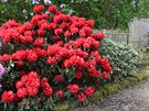 Kvetoucí rododendron neboli pniník velkokvtý (Taurus)